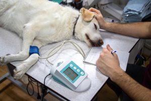 assurance maladie animaux compagnie
